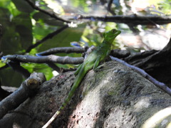 Basiliscus plumifrons