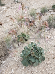 Anulocaulis leiosolenus