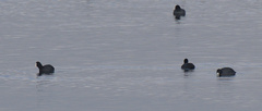 Fulica atra