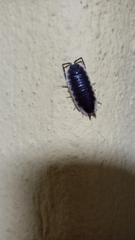 Porcellio hoffmannseggii
