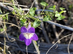 Maurandya antirrhiniflora