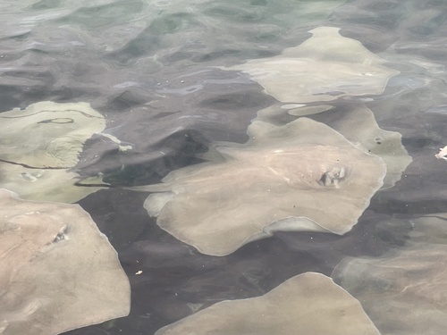 Pink Whipray (Pateobatis fai)