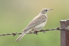 Anthus leucophrys