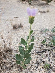 Xylorhiza wrightii
