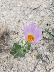 Xylorhiza wrightii