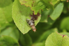 Trypetoptera punctulata