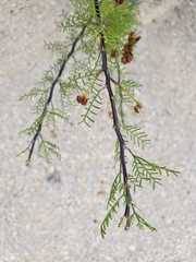 Vachellia schottii