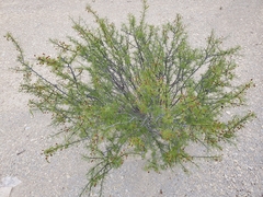 Vachellia schottii