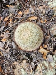 Mammillaria densispina