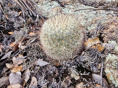 Mammillaria densispina