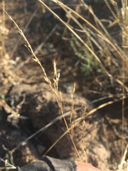 Panicum hallii