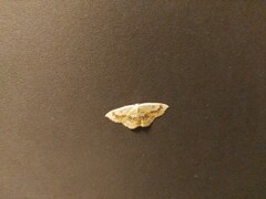 Cyclophora annularia