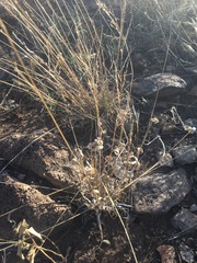 Panicum hallii