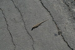 Lacerta agilis exigua