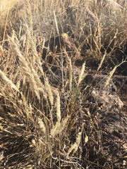 Enneapogon desvauxii