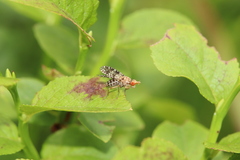 Trypetoptera punctulata