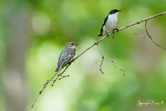 Ficedula semitorquata