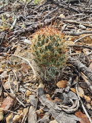 Coryphantha