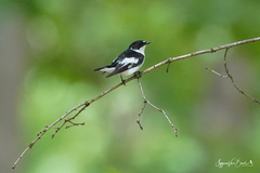 Ficedula semitorquata