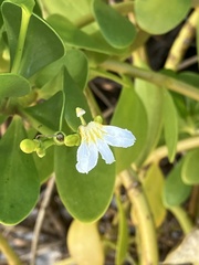 Scaevola plumieri