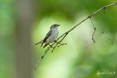 Ficedula semitorquata