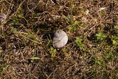 Helix pomatia