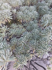 Tournefortia gnaphalodes