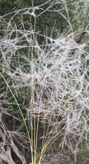 Austrostipa elegantissima