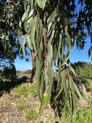 Eucalyptus sideroxylon