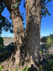 Eucalyptus sideroxylon
