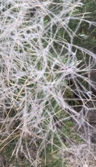 Austrostipa elegantissima