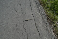 Lacerta agilis exigua