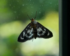 Anania hortulata