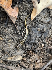 Eurycea guttolineata