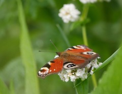 Aglais io