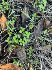 Hesperocnide tenella