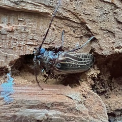 Prionoplus reticularis