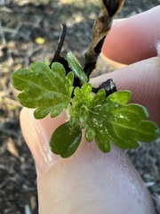 Hesperocnide tenella