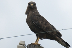Buteo buteo