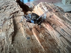 Prionoplus reticularis