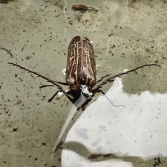 Prionoplus reticularis