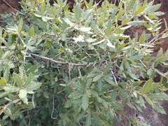 Quercus arizonica