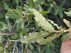 Quercus arizonica