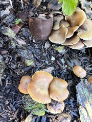 Psilocybe allenii
