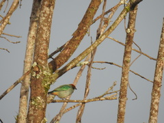 Stilpnia vitriolina