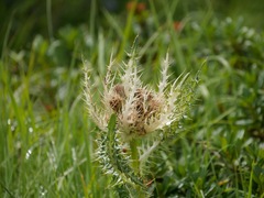 Cirsium spinosissimum