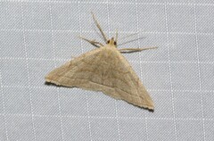Zanclognatha pedipilalis