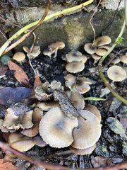 Psilocybe allenii