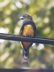 Trogon melanocephalus
