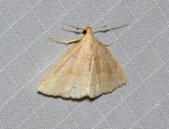 Phalaenostola metonalis